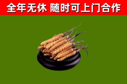 朝阳县回收散虫草