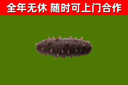朝阳县回收海参干